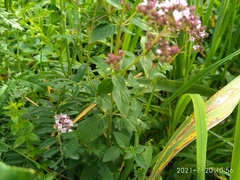 Origanum vulgare