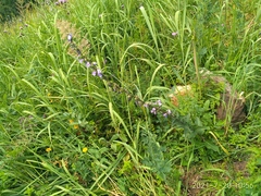 Campanula bononiensis
