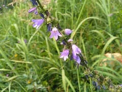 Campanula bononiensis
