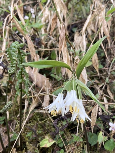 Disporum leucanthum (Disporum leucanthum)