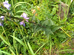 Campanula bononiensis