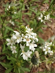 Lysimachia candida