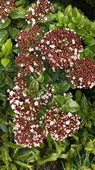 Viburnum treleasei