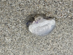 Rhizostoma pulmo