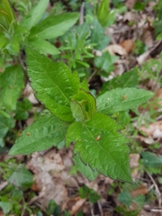 Eupatorium cannabinum