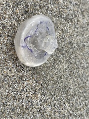 Rhizostoma pulmo
