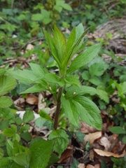 Eupatorium cannabinum
