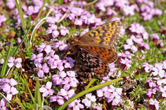 Boloria polaris