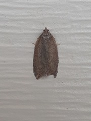 Acleris sparsana
