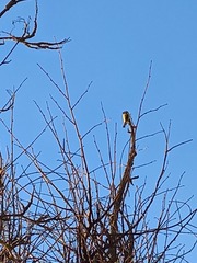 Parus major