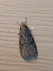 Semioscopis inornata