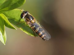 Epistrophella euchroma