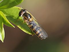 Epistrophella euchroma