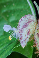 Commelina rufipes