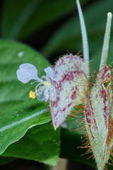 Commelina rufipes