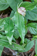 Commelina rufipes
