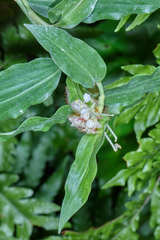 Commelina rufipes