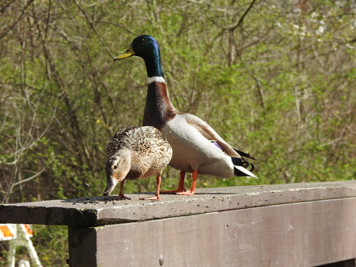 Mallard photographed in Ohio