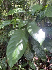 Dillenia suffruticosa
