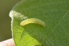 Amphipyrinae