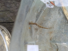 Erpobdella octoculata