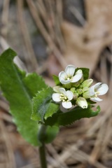 Pseudoturritis turrita