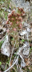 Petasites paradoxus