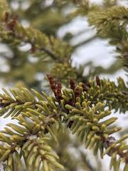 Arceuthobium pusillum