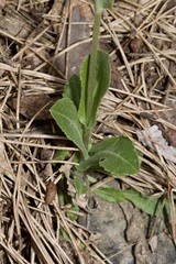 Pseudoturritis turrita