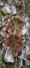 Petasites paradoxus