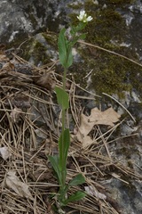 Pseudoturritis turrita