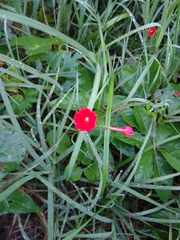 Ipomoea indivisa