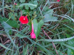 Ipomoea indivisa