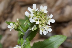 Pseudoturritis turrita