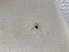 Steatoda castanea