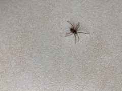 Steatoda castanea