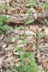 Pseudoturritis turrita