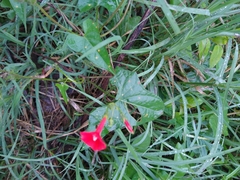 Ipomoea indivisa