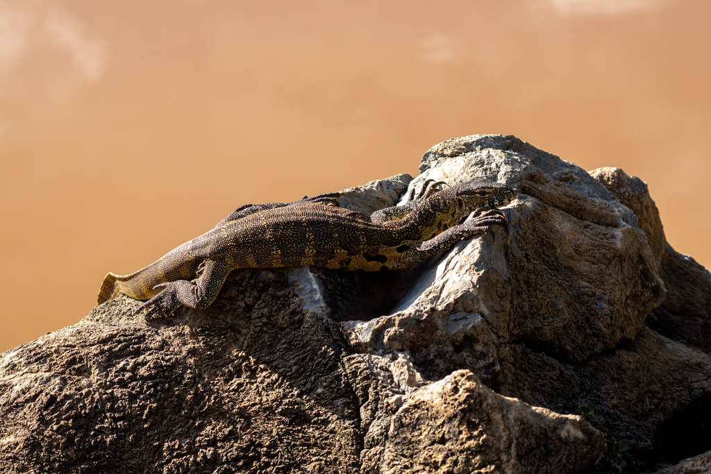 Nile Monitor from LP, ZA on April 18, 2022 at 04:08 PM by rcloran ...