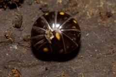 Glomeris pustulata