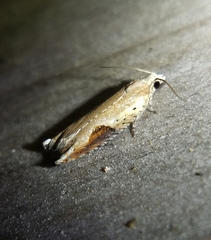 Pseudexentera costomaculana