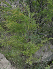 Leptospermum brachyandrum