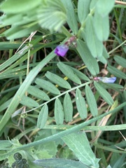 Vicia sativa