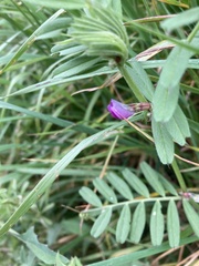 Vicia sativa
