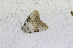 Nola mesographa