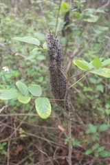 Uraria crinita