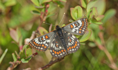 Euphydryas iduna