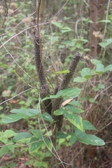 Uraria crinita