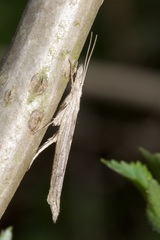 Ypsolopha mucronella