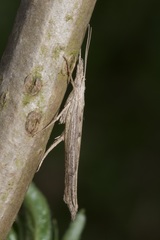 Ypsolopha mucronella